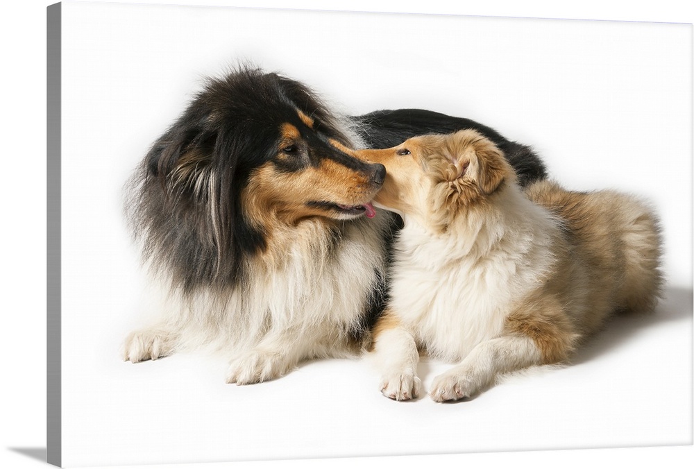Scottish Collie love scene!2 Female dogs. One 1.5 years old and a pup of 15 weeks.Lying on white paper.Stockphoto.