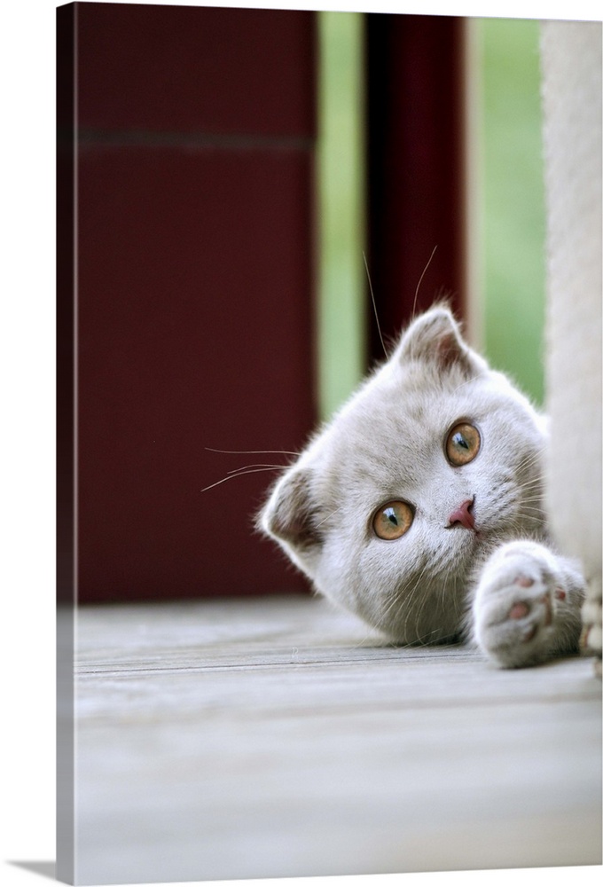 Scottish fold kitten on balcony.