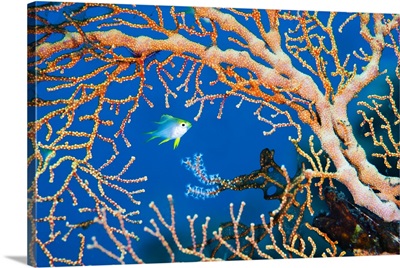 Scuba behind a gorgonian coral