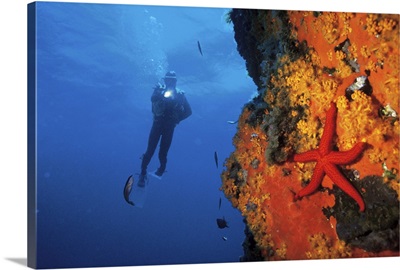 scuba diver exploring under sea