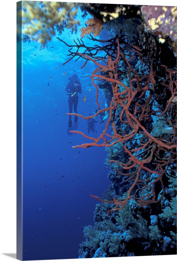 scuba diver in deep water exploring sea life