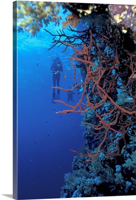 scuba diver in deep water exploring sea life