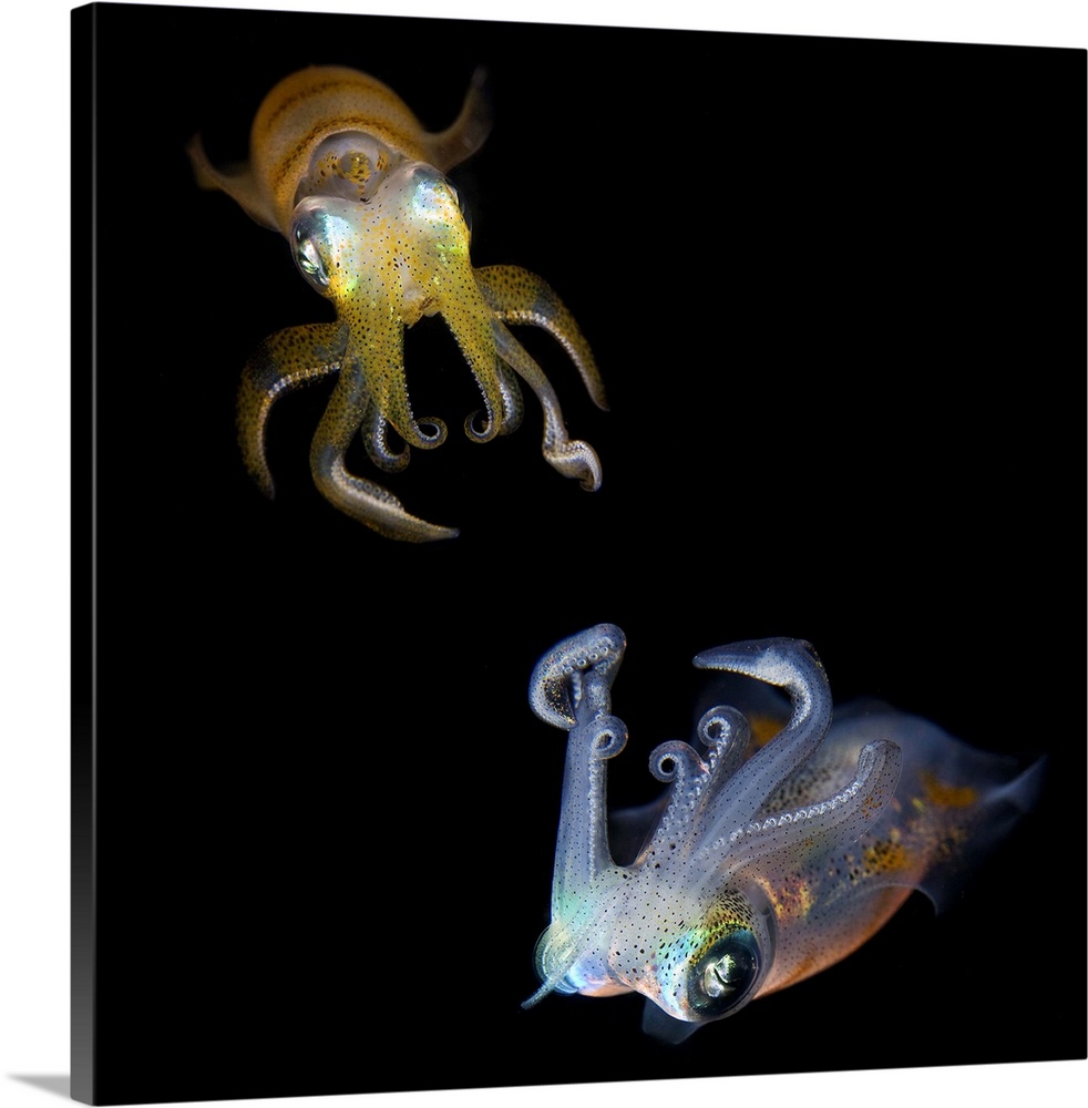 Reef squids dancing at night. Indonesia. Underwater close-up.