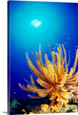 Sea life underwater, Miyako Island, Okinawa Prefecture, Japan