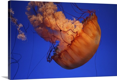 Sea nettle jellyfish.