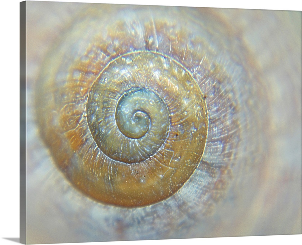 Sea shell spiral detail