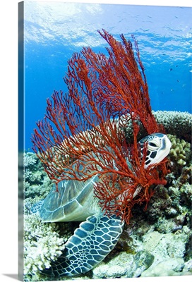 Sea turtle resting underwater