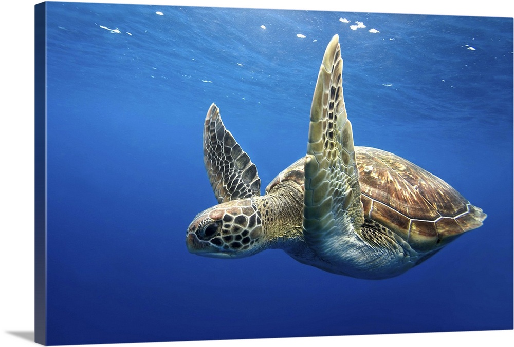 Sea Turtle, Similan Islands