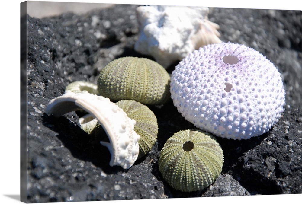 A colorful group of dead sea urchins on top of a lava stone