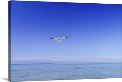 Seagull Flying in Sky