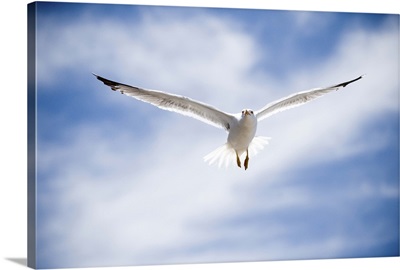 Seagull flying, Morocco