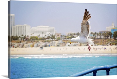 Seagull flying off Santa Monica Pier.