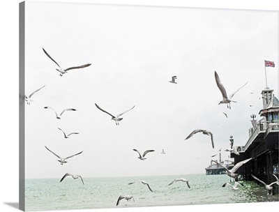 Seagulls flying around Brighton pier