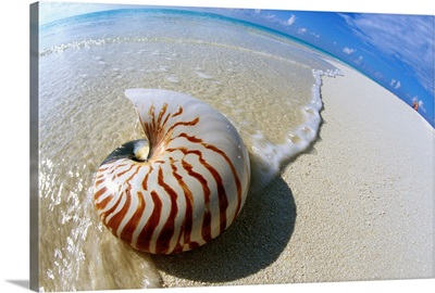 Seashell Resting On Shore