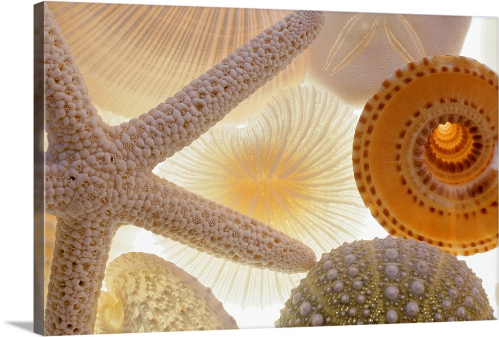 Large, horizontal photograph of a variety of backlit seashells and a starfish.