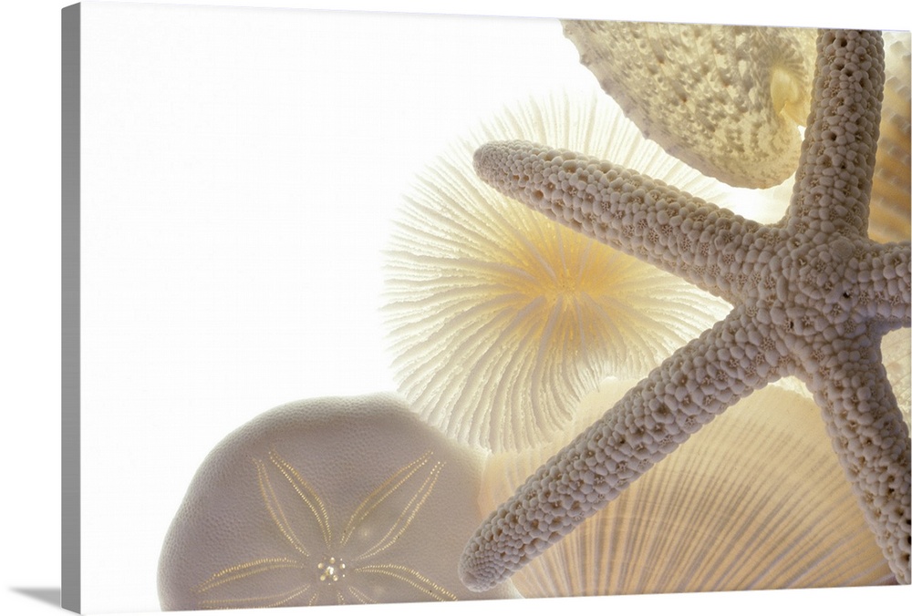 This closely taken photograph contains seashells, a starfish and a sand dollar all in an off white color.