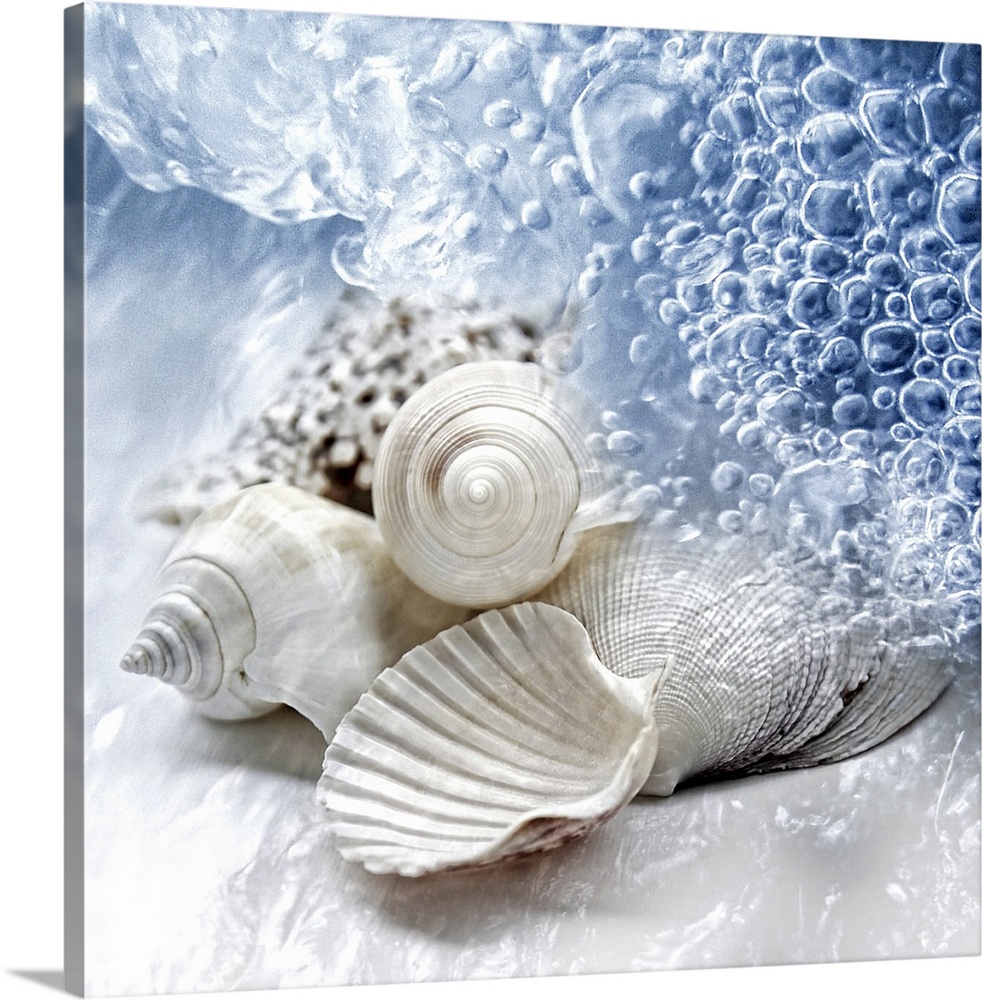 Seashells washed ashore Solid-Faced Canvas Print