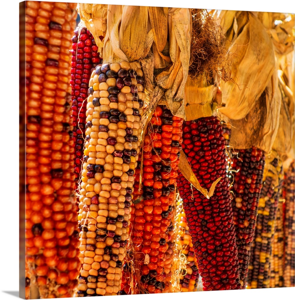 Seasonal indian corn