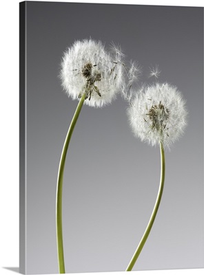 Seeds connecting two dandelions