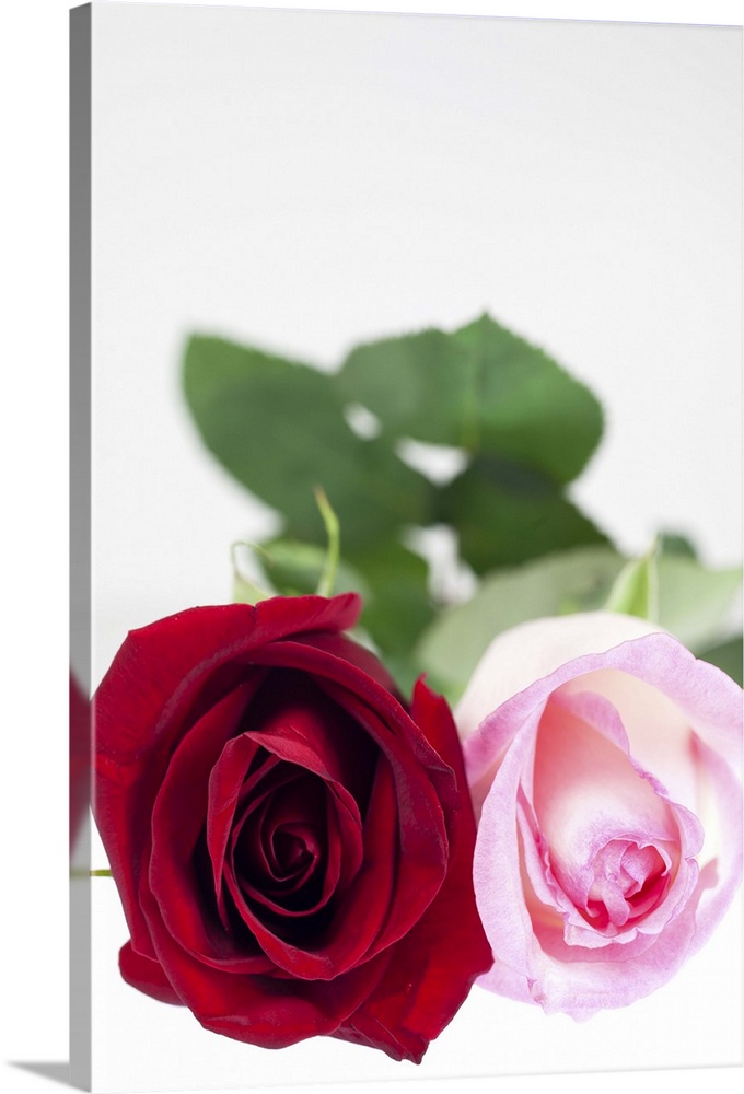 Selective focus, close-up of two roses, one red, the other pink, on a white background.