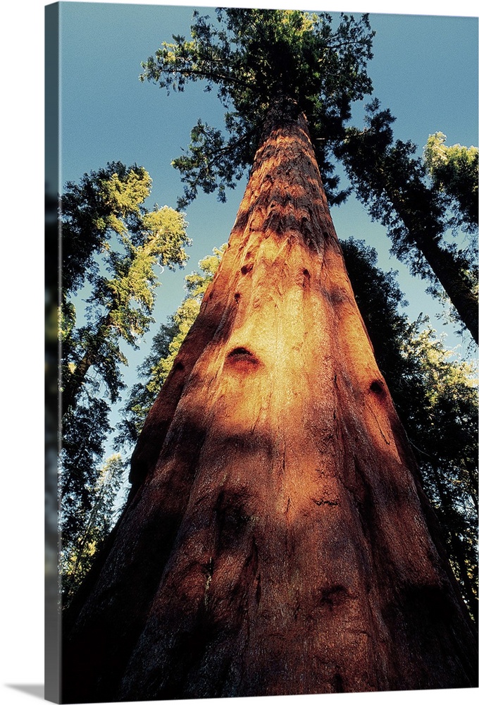 Sequoia National Park , California