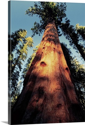 Sequoia National Park, California