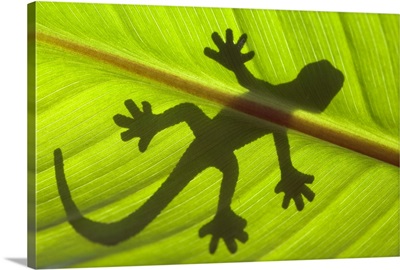 Shadow of a gecko on a leaf