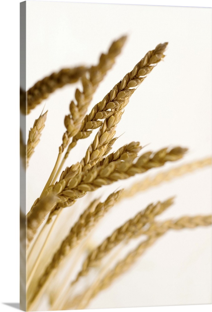 Shaft of wheat against a white background.