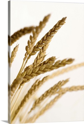 Shaft of wheat against a white background