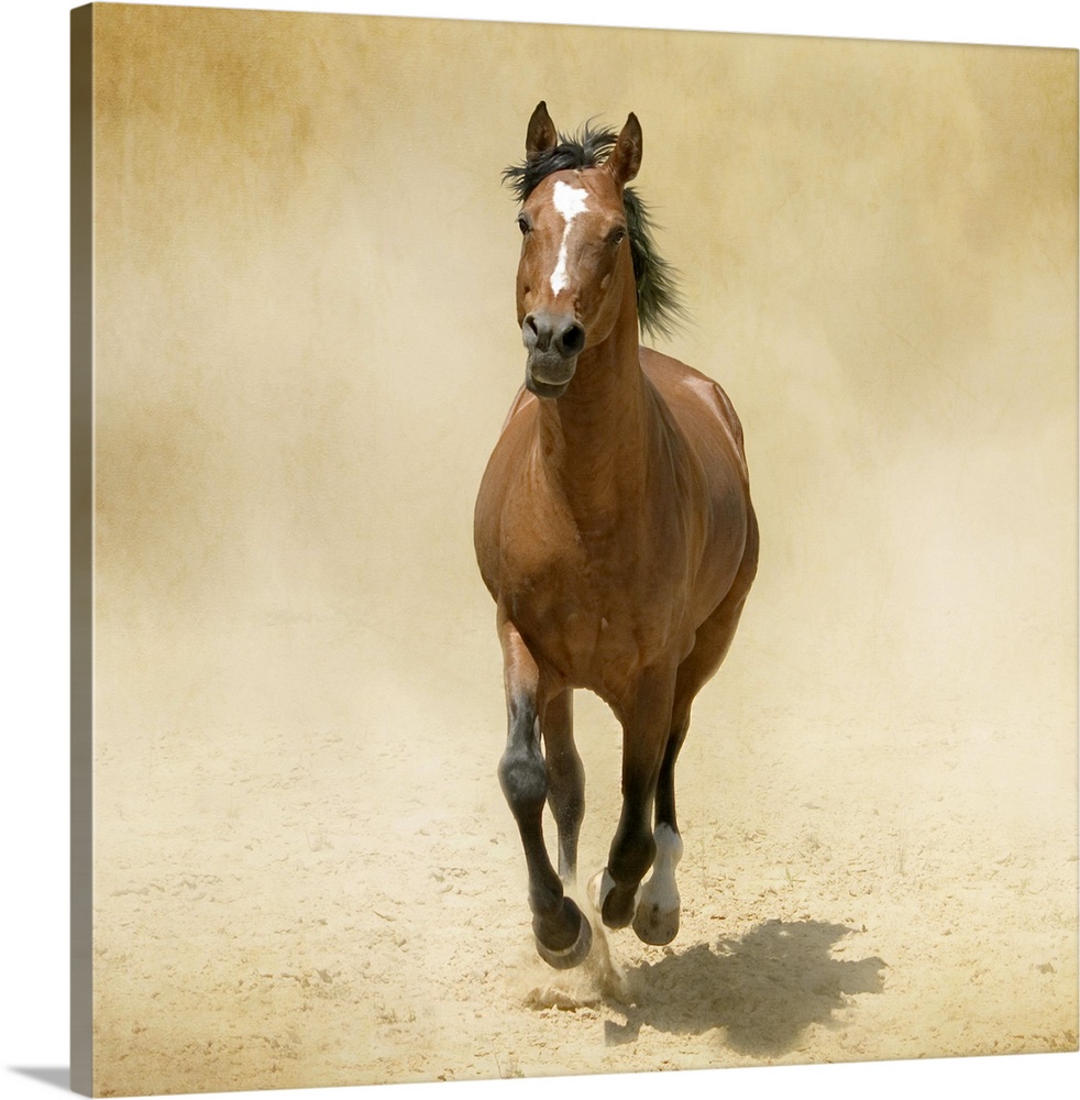 Shagya-Arabian horse cantering through dust.
