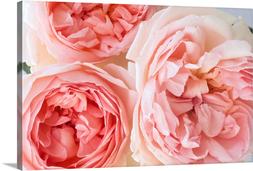 Pink Sharifa English roses developed by David Austin.