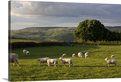 Sheep grazing in grassy field