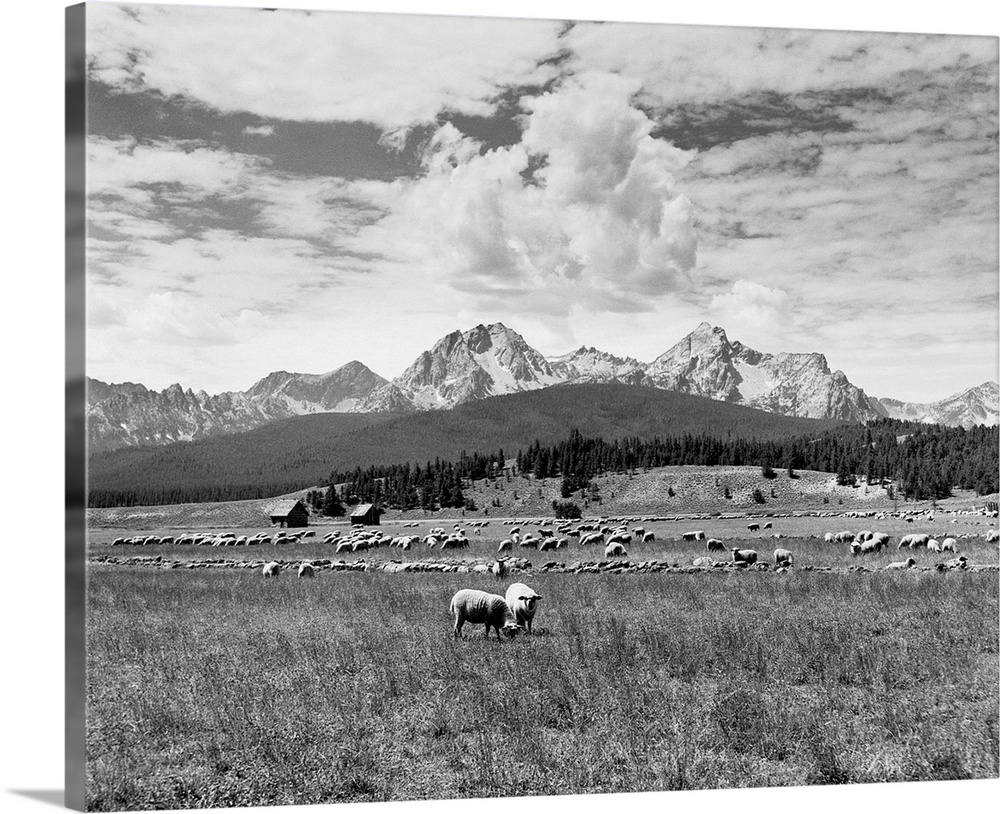 Sheep graze in the Stanley Basin with the Sawtooth Range in the background, about seven miles northwest of Stanley. | Loca...