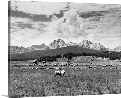 Sheep Grazing in Stanley Basin, Challis National Forest, Idaho