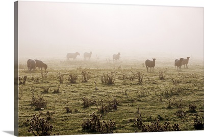 Sheep grazing in the fog, Cambridgeshire, England, UK