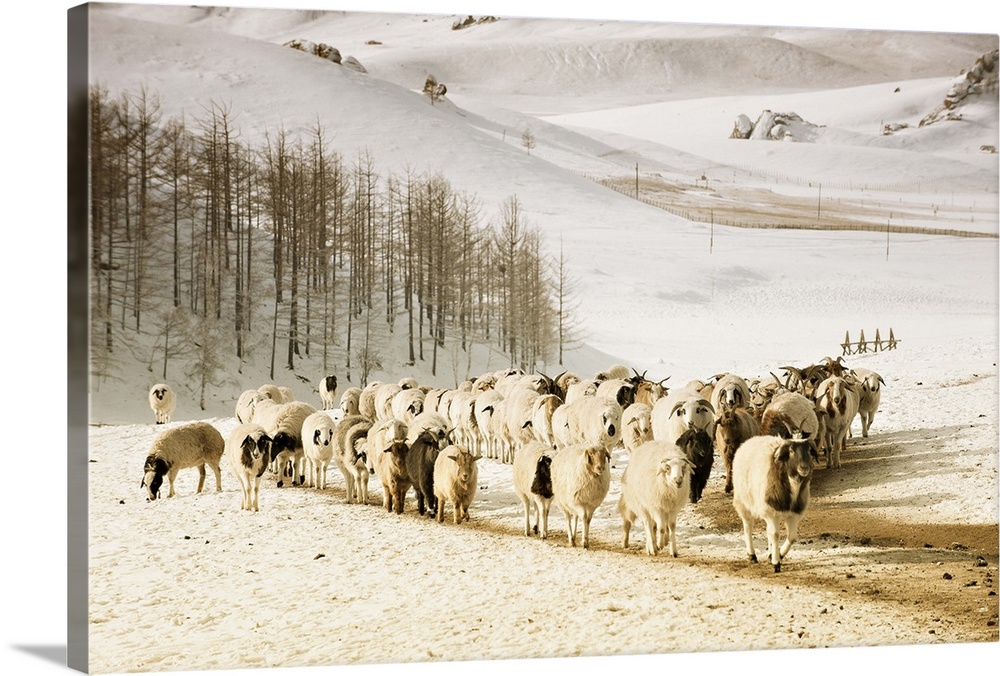 Sheep walking through snow covered Gorkhi Terelj National Park Mongolia.
