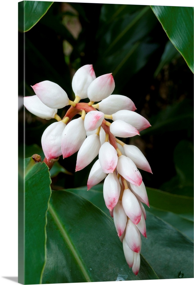 Shell Ginger flower (Alpinia zerumbet)