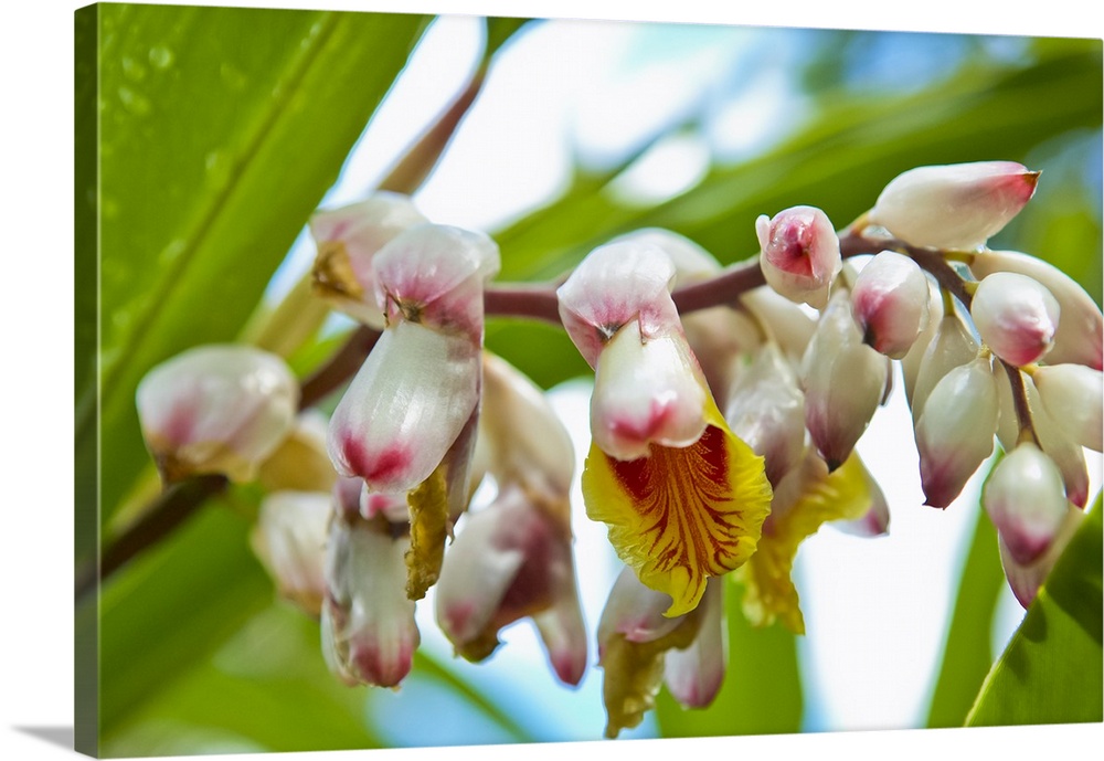 Shell ginger (Alpinia zerumbet) flowers