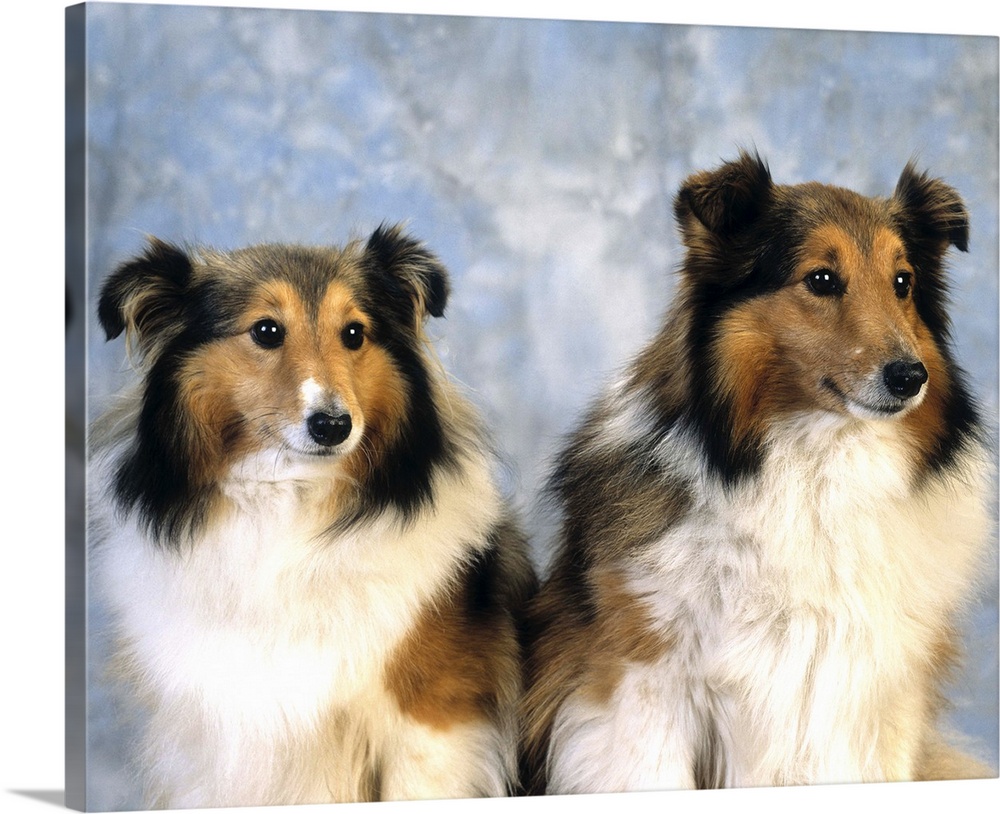 Shetland Sheepdogs