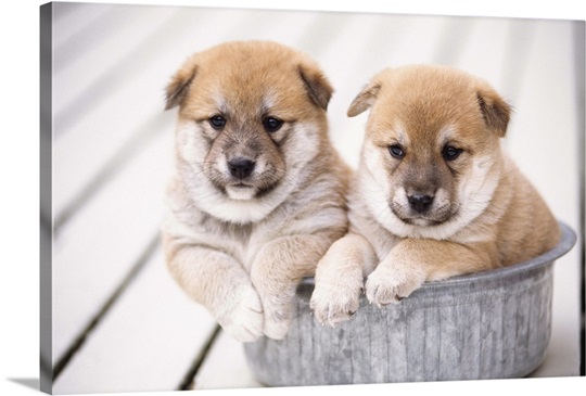 Shiba Inu Puppies In Aluminum Tub Wall Art Canvas Prints