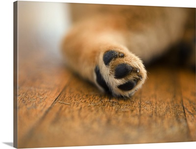 Shiba-ken foot pad (the most common dog in Japan)