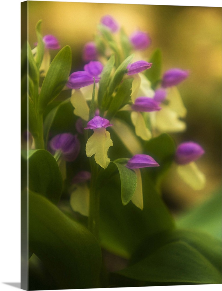 Spring wildflowers, the Great Smoky Mountains, Tennessee.