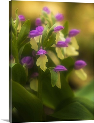 Showy orchids in Great Smoky Mountains National Park in Tennessee