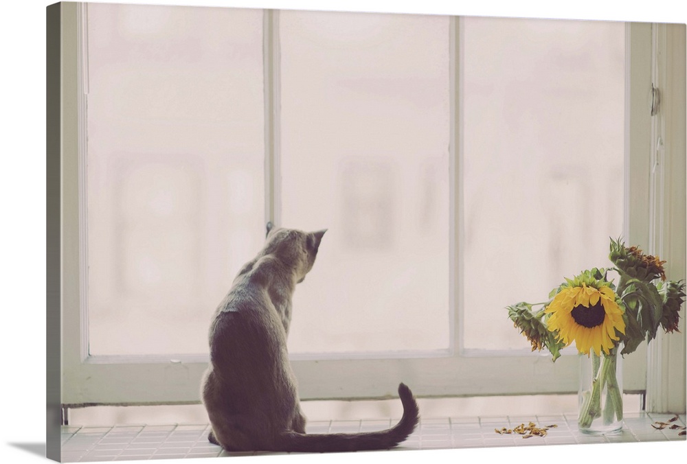 Siamese cat, with tail turned up, at kitchen window, short vase of sunflowers to her right.