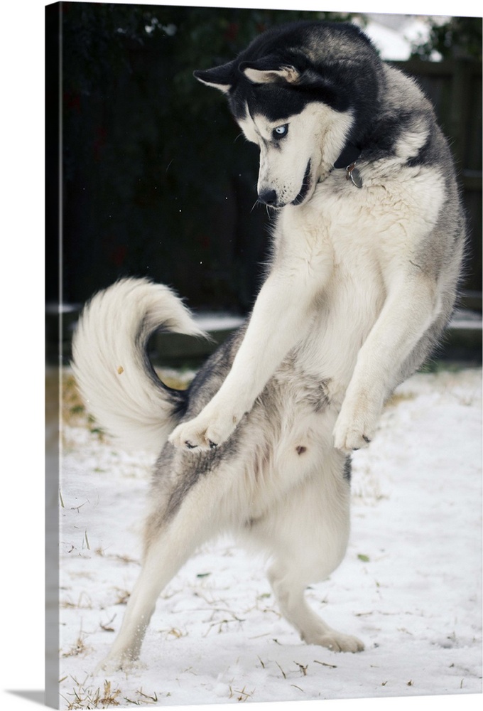 Siberian Husky jumping and playing on snow.