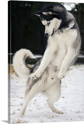 Siberian husky dancing in snow