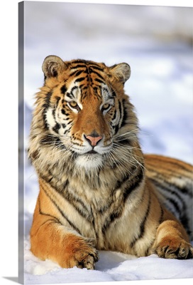 Siberian Tiger, Panthera tigris altaica, Asia, young male in winter