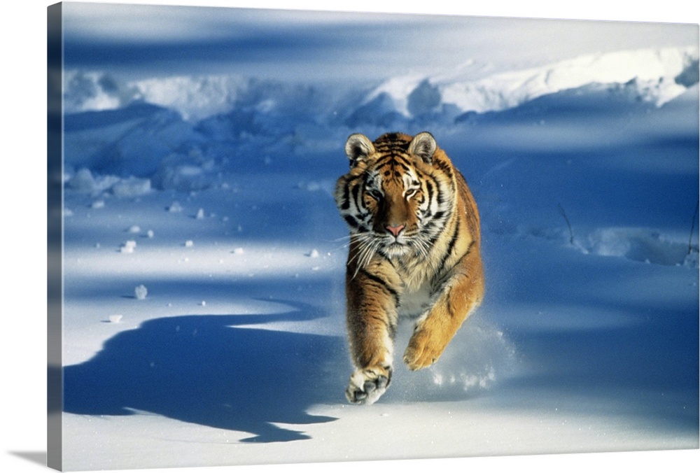 Giant, landscape photograph of a Siberian tiger (Panthera tigris altaica) running toward the camera on a background of sha...