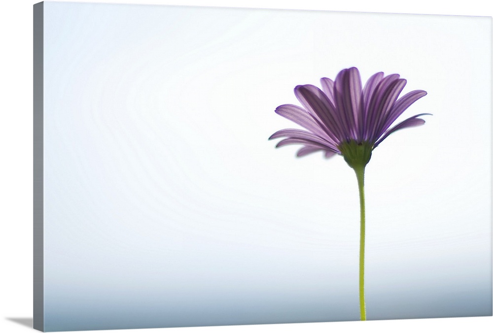 Side capture of purple daisy in front of bokeh sea and sky background. Selective focus.
