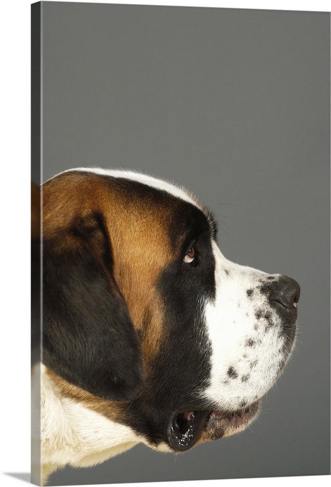 Side profile of a St. Bernard dog